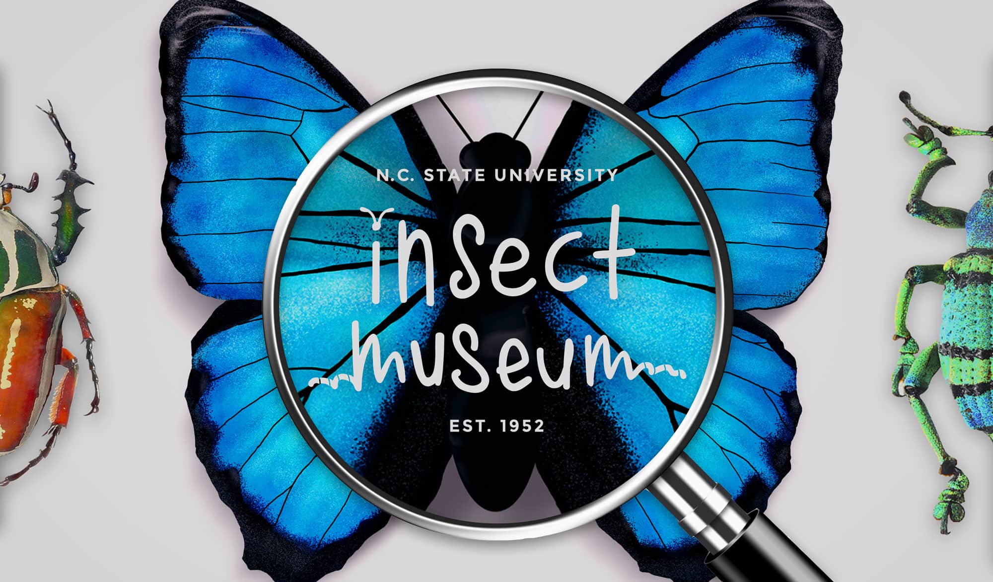 NCSU Insect Museum