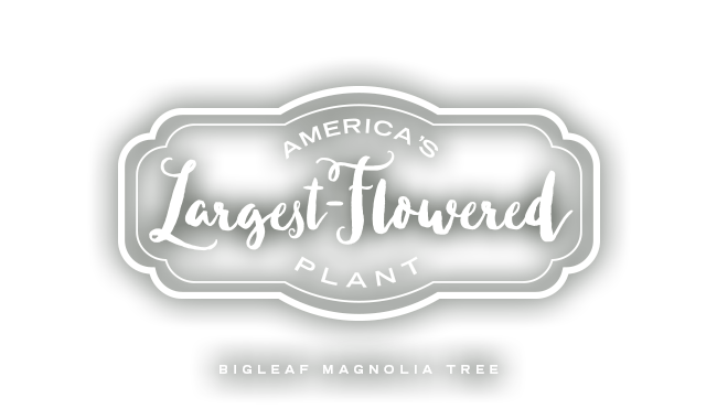 Bigleaf Magnolia