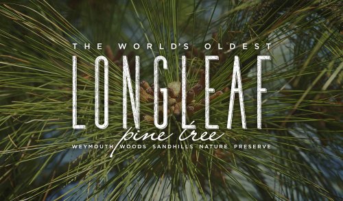 The World’s Oldest Longleaf Pine Tree